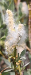 Salix petrophila