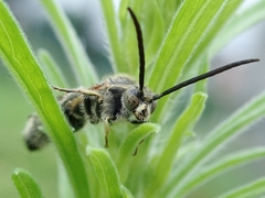 Campsomeriella annulata