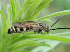 Campsomeriella annulata