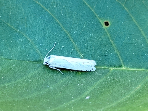 Hystrichophora vestaliana