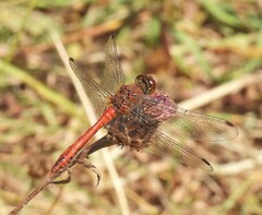 Sympetrum sanguineum