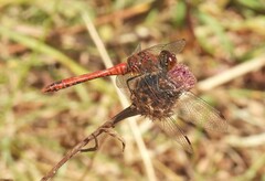Sympetrum sanguineum