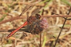 Sympetrum sanguineum