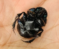 Phanaeus quadridens