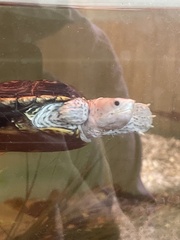 Malaclemys terrapin macrospilota