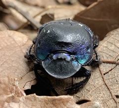 Phanaeus quadridens