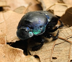 Phanaeus quadridens