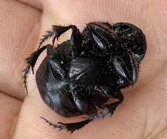 Phanaeus quadridens