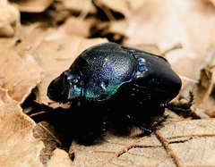 Phanaeus quadridens