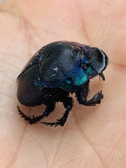 Phanaeus quadridens