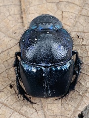 Phanaeus quadridens