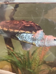 Malaclemys terrapin macrospilota
