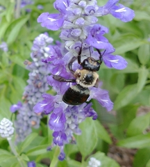 Xylocopa virginica