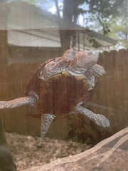 Malaclemys terrapin macrospilota