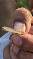 Neuroleon arenarius