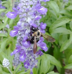 Xylocopa virginica