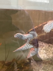 Malaclemys terrapin macrospilota