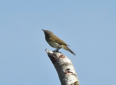 Phylloscopus collybita