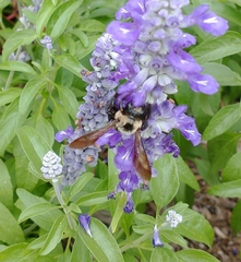 Xylocopa virginica