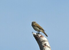 Phylloscopus collybita