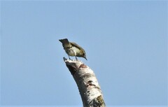 Phylloscopus collybita