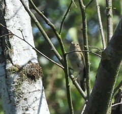 Phylloscopus collybita