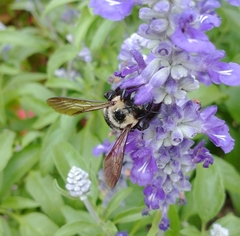 Xylocopa virginica