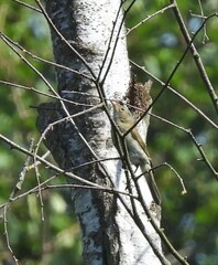 Phylloscopus collybita