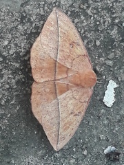 Lonomia obliqua