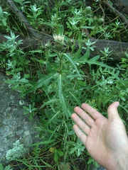 Cirsium osterhoutii