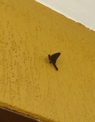 Lepidoptera