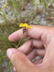 Xyris elliottii