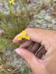 Xyris elliottii