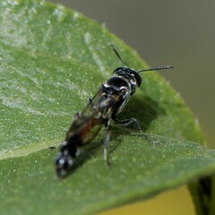Trypoxylon californicum