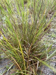 Xyris elliottii