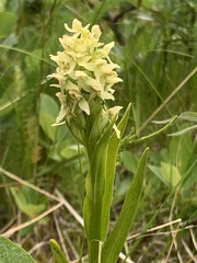 Platanthera convallariifolia