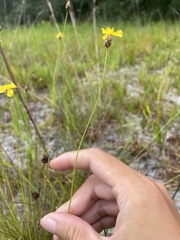 Xyris elliottii
