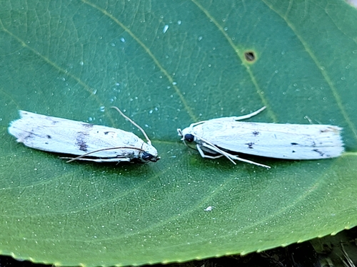 Homoeosoma ardaloniphas