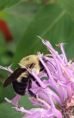 Bombus bimaculatus