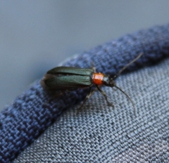 Anogcodes fulvicollis