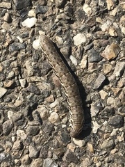 Proserpinus proserpina