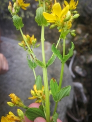 Hypericum undulatum