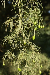 Maerua rosmarinoides