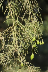 Maerua rosmarinoides