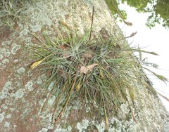 Tillandsia schiedeana