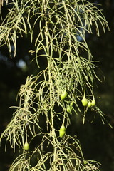 Maerua rosmarinoides