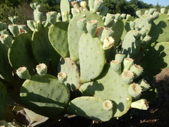 Opuntia cacanapa