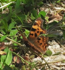 Polygonia c-album