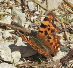 Polygonia c-album