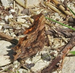 Polygonia c-album